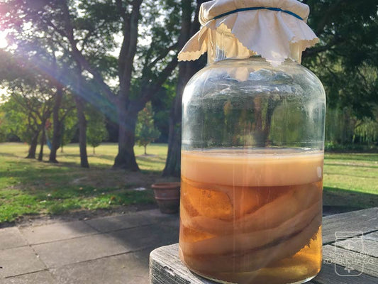 How do I store a SCOBY? Make a SCOBY Hotel! - Homemade Kombucha Co.