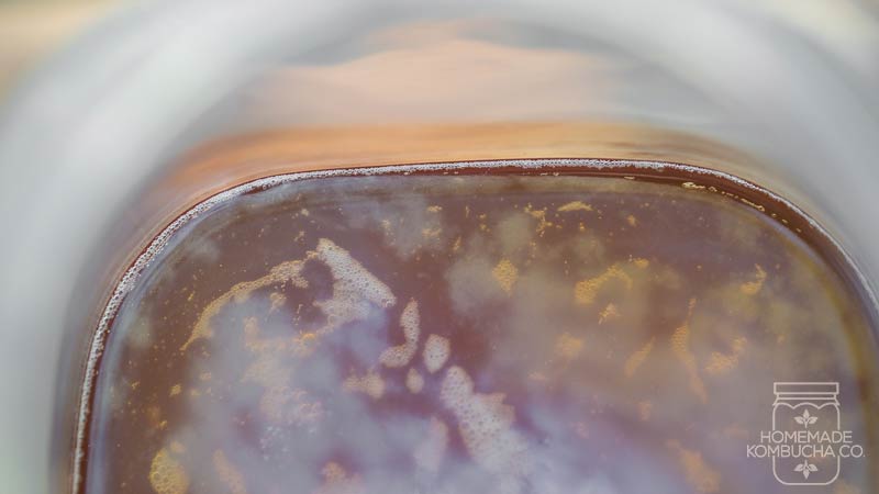 baby scoby | how does kombucha brew | kombucha starting kits