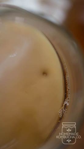 close up of normal scoby | kombucha scoby