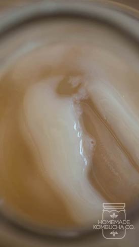 normal scoby | healthy scoby | buy kombucha