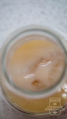 close up of kombucha scoby | kombucha in jar