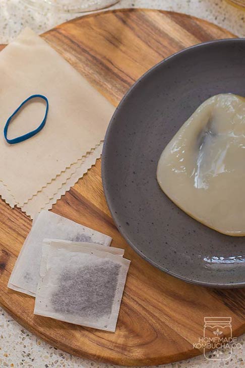2L Kombucha Kit - Homemade Kombucha Co.