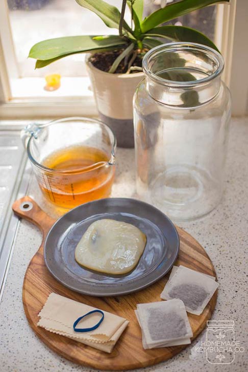 3.8L Homemade Kombucha Kit - Homemade Kombucha Co.