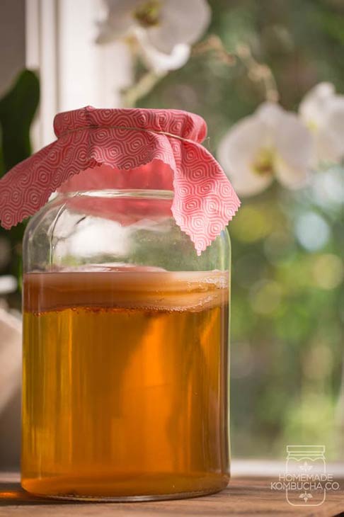 kombucha scoby | buy scoby near me | buy scoby | organic scoby | kombucha kit australia