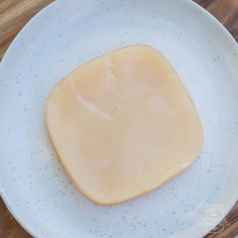 What does a healthy SCOBY look like? - Homemade Kombucha Co.