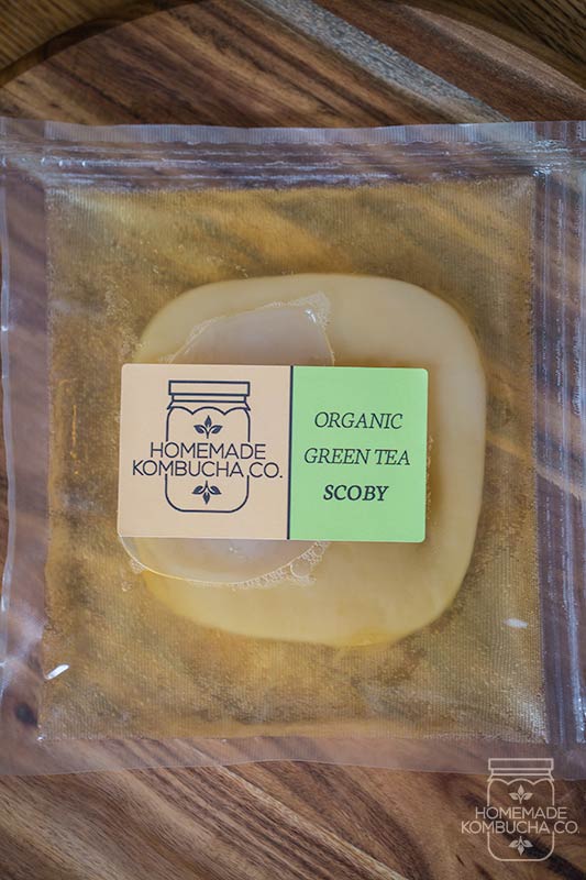 Buy SCOBY | Organic SCOBY | Green tea SCOBY | Kombucha Kit | Kombucha SCOBY