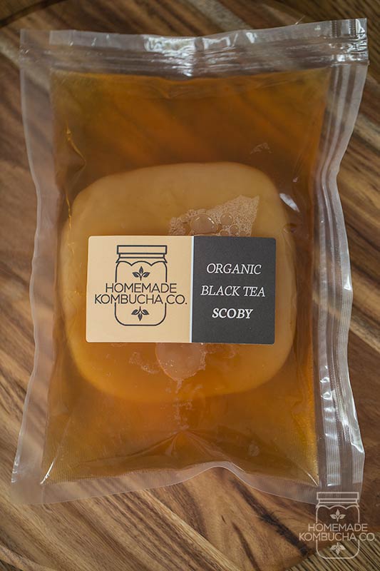 Buy SCOBY near me | Organic SCOBY | Black tea SCOBY | Kombucha Kit Australia | Kombucha SCOBY